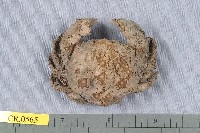 藏品(綿形渣氏蟹)的圖片